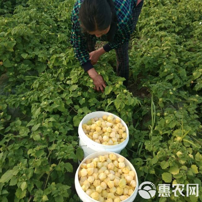 姑娘果  精品菇娘果东北新品超好吃水果菇娘东北甜菇娘灯笼果