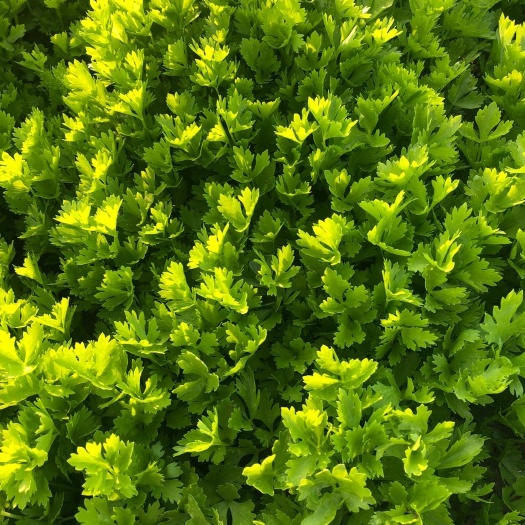 寿光市新茬地优质芹菜苗