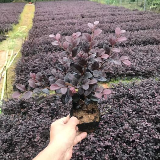 揭阳双面红  红继木七斤袋