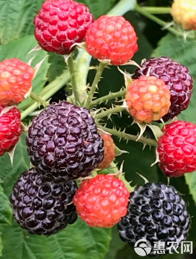  黑树莓苗，覆盆子。需要的老板直接联系
