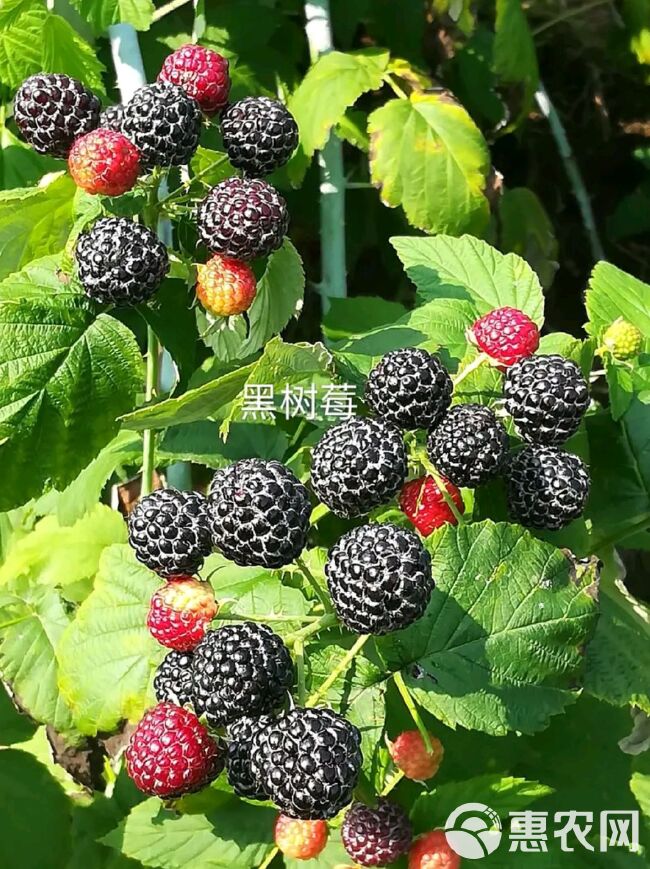  黑树莓苗，覆盆子。需要的老板直接联系