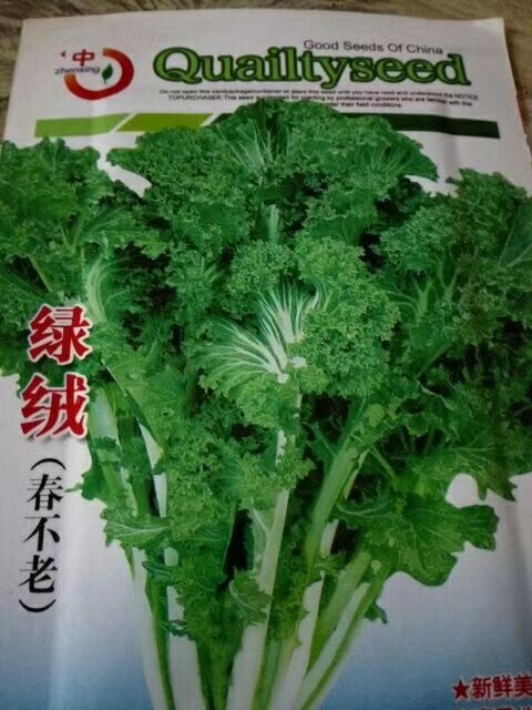 新乡大白菜种子 好品种挣钱多，