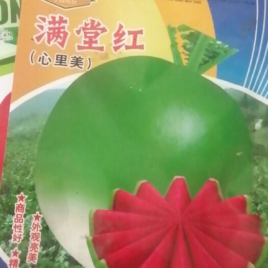 内黄县红心萝卜种子 新品种农民致富好项目