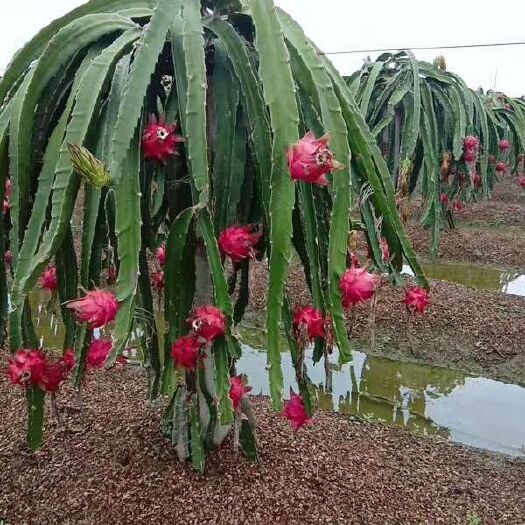 宾阳县 火龙果