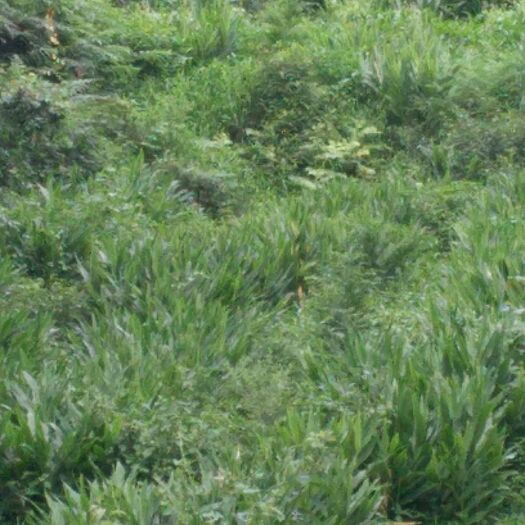 叙永县阳荷 大山里的美味