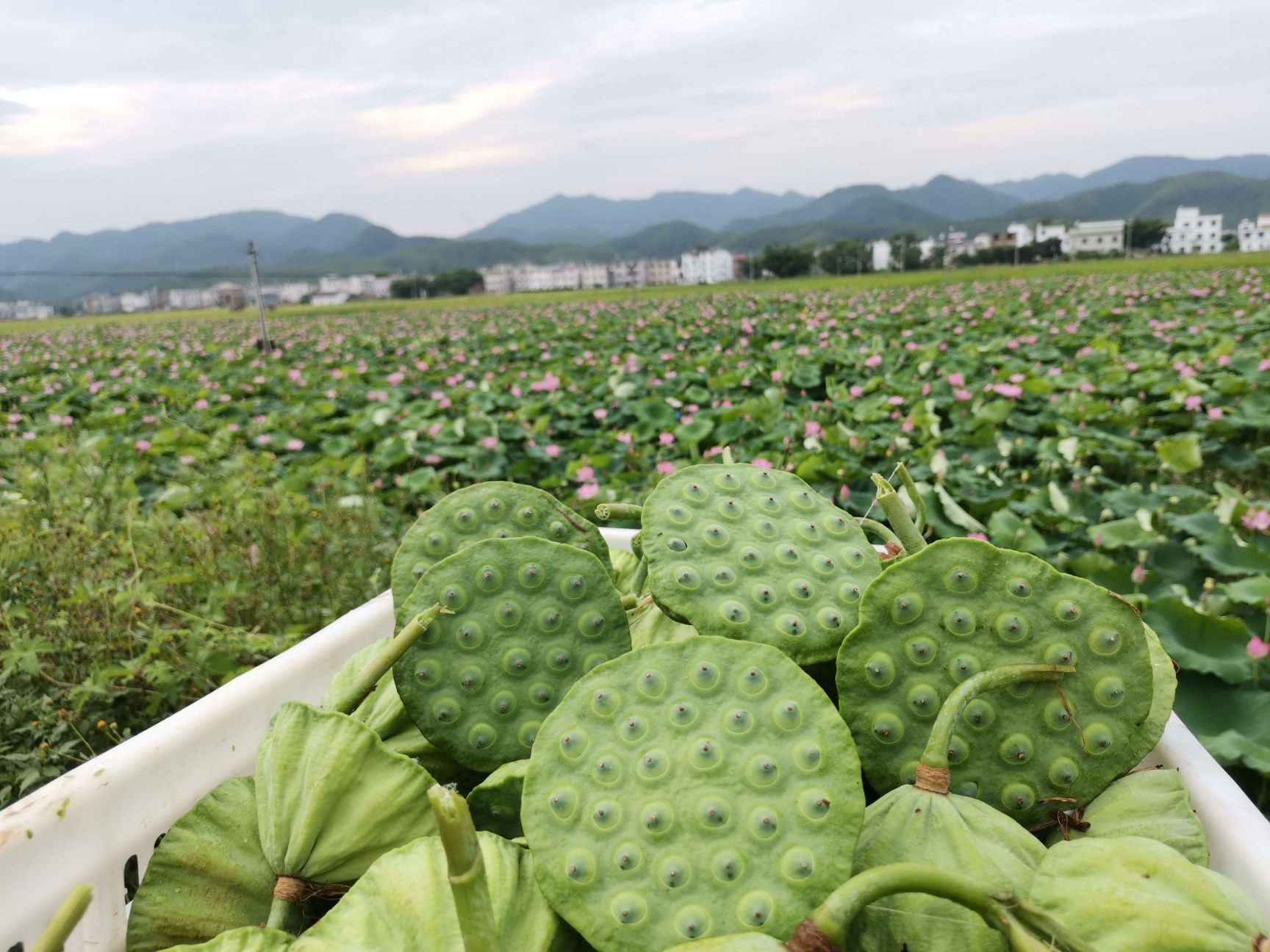 信丰县基地直销水果莲蓬