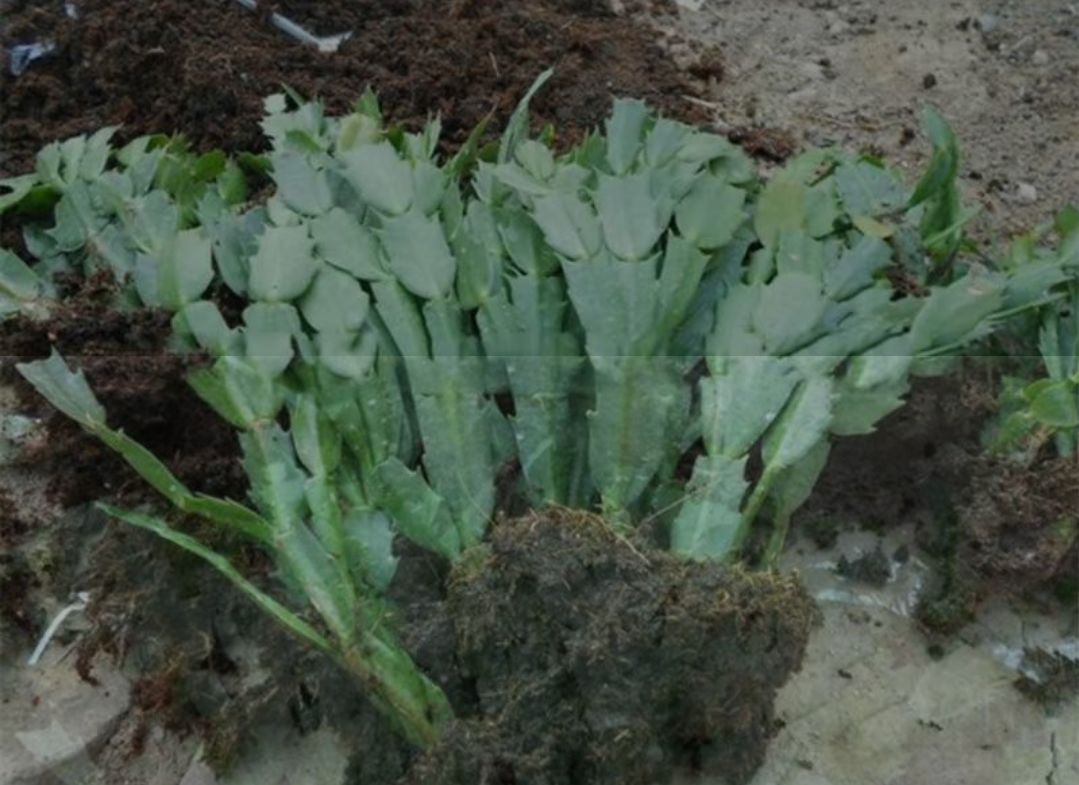 蟹爪兰盆栽 蟹爪兰花苗盆栽室内植物绿植花卉嫁接盆栽四季开花