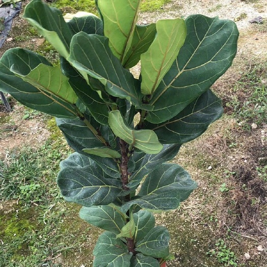 宿迁琴叶榕盆栽 室内大型植物 客厅大叶绿植盆栽净化空气吸除甲醛