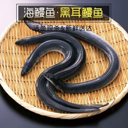 饶平县海鳗 人工养殖 30-60cm 鲜活水产 1-2公斤