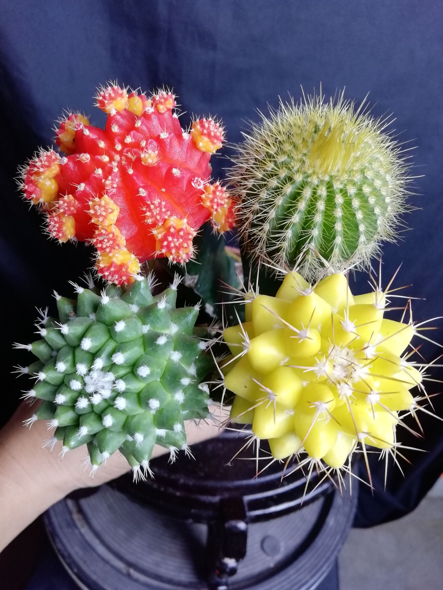 (包邮)彩色仙人球(一组4棵4个品种)