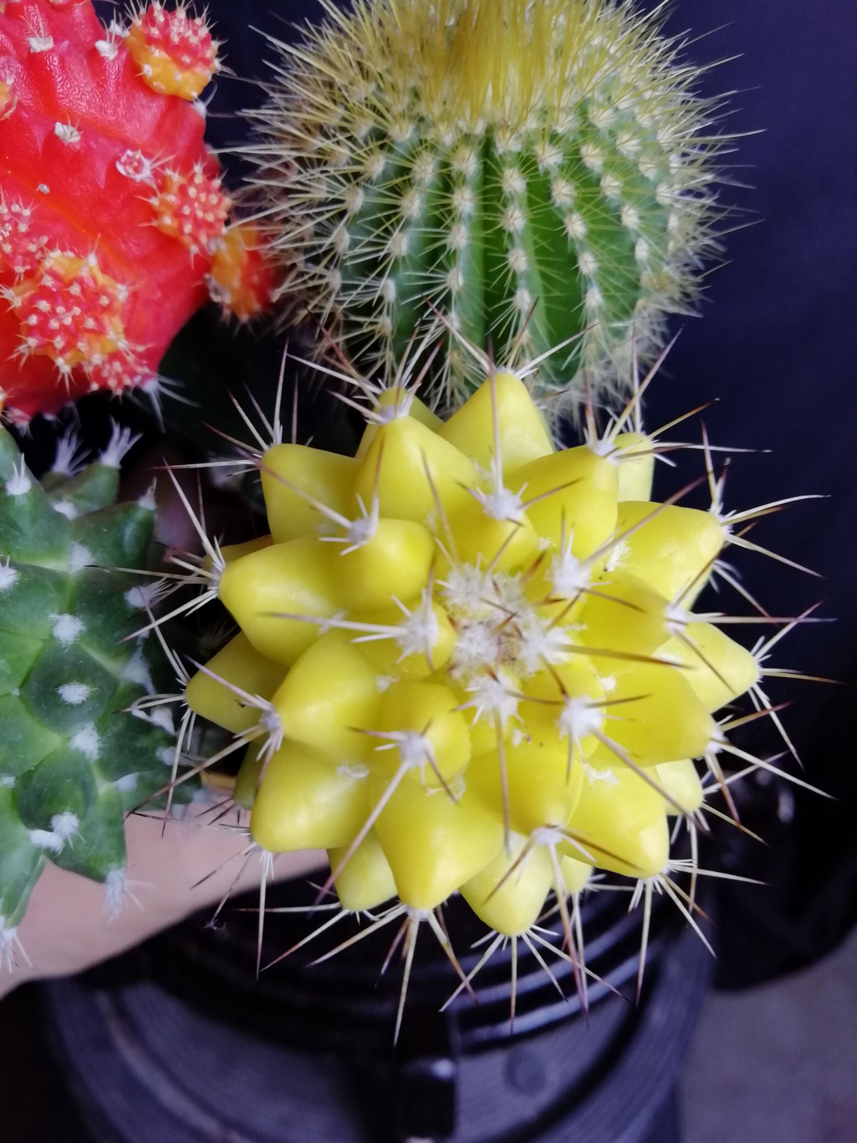 (包邮)彩色仙人球(一组4棵4个品种)