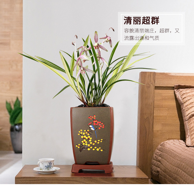 建兰批发]兰花绿鸟嘴建兰四季兰室客厅办公室盆栽花卉价格26元/盆