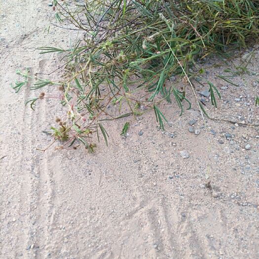 紫金县 青草中药材，含羞草
