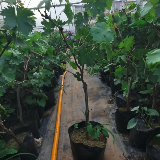 平邑县 葡萄苗，阳光玫瑰葡萄苗，自家育苗直发，量大可签合同。