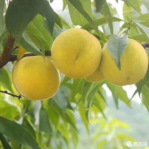 麻阳县 麻阳黄桃