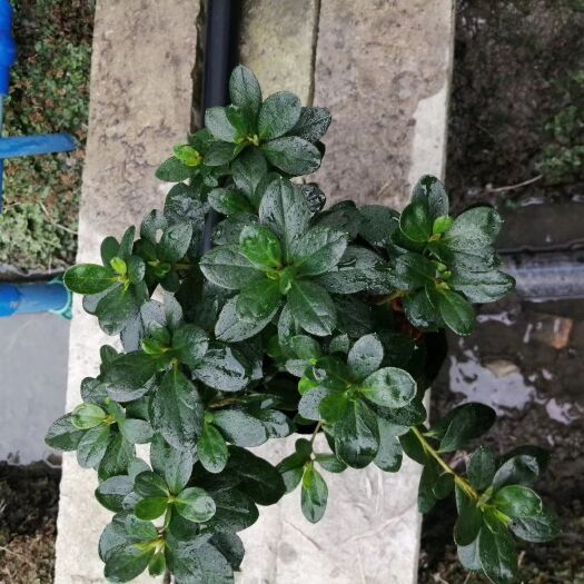 成都西洋杜鹃 喷黑