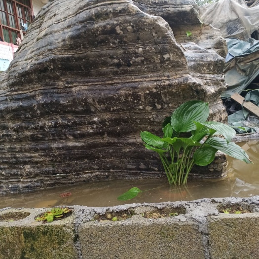 恩施市 玉簪花苗不含花盆10根/盆