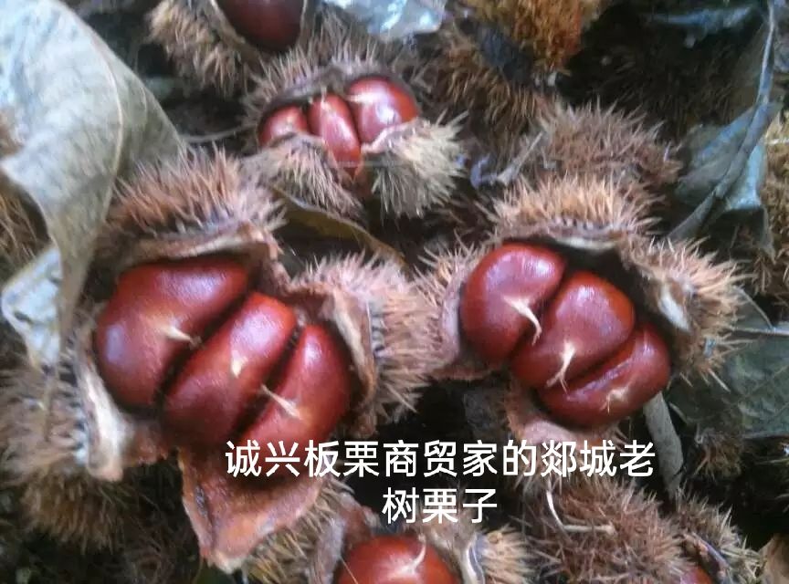 油栗  专业批发^O^山东郯城老树栗子，没有内服，没有斑点，