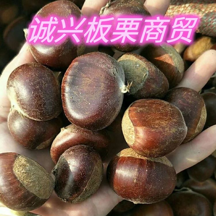 郯城县油栗  专业批发^O^山东郯城老树栗子，没有内服，没有斑点，