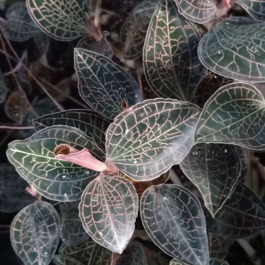  大山里种植金线莲