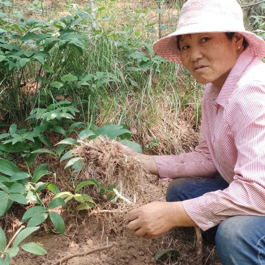 东丰县关玉竹