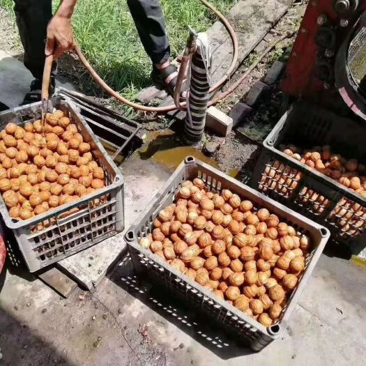 渭南青皮核桃 45mm以上 散装 2-3个月