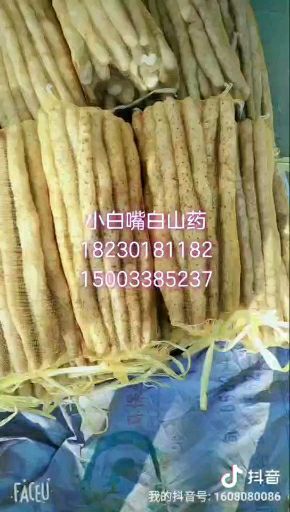 安平县小白嘴白山药 通货