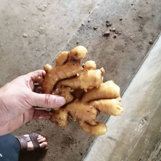 莒县 出售优质生姜