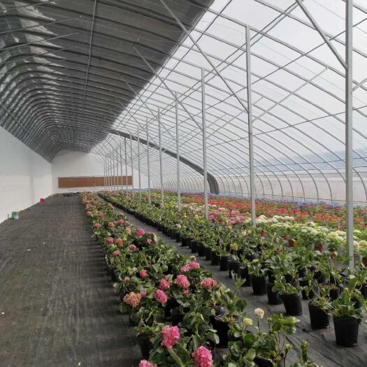 天津种植大棚  冷棚、后墙暖棚、全钢架暖棚