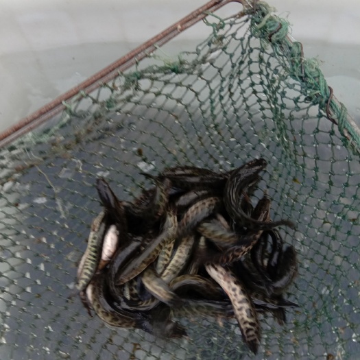 沭阳县黑鱼苗