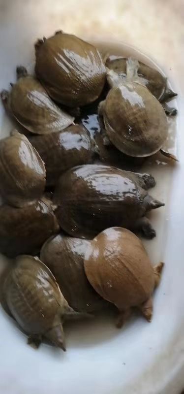 沭阳县生态甲鱼苗 6-12个月