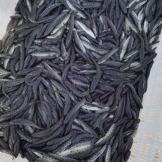 沭阳县黑鱼苗