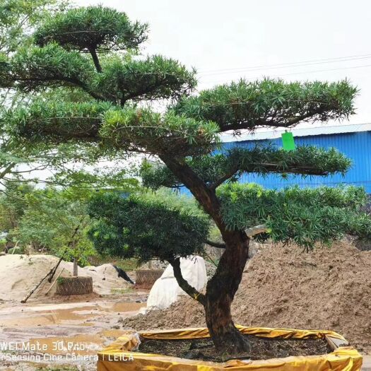 宜良县金鉆罗汉松