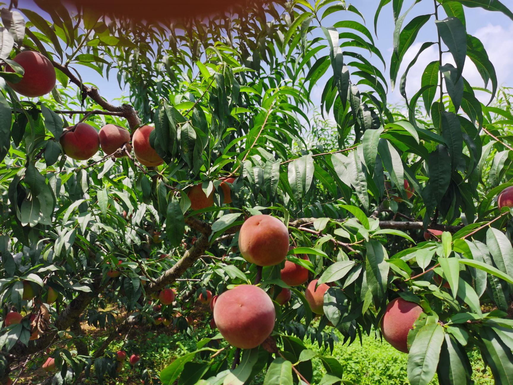 燕红桃 贵州艳红桃 桃子 艳红桃子