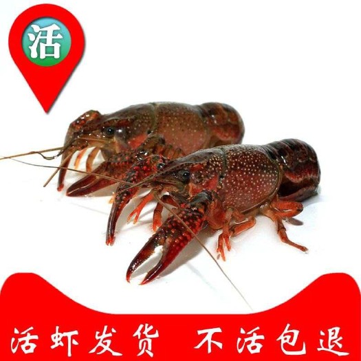 荆州 湖北自家养殖鲜活小龙虾