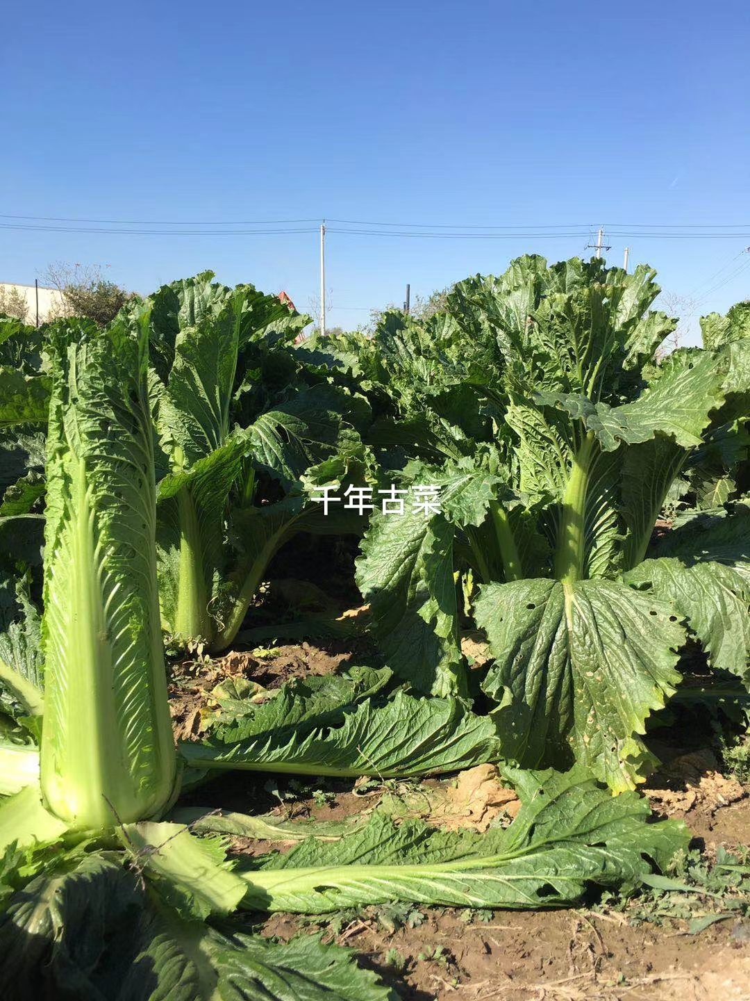 黄心白菜种子  津品60白菜种子10克 农田菜园高产易种不塌