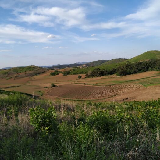 铁岭县铁岭榛子山120亩山地+林地，10年5万，合一年5000元