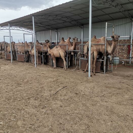 阿拉善右旗 阿拉善盟纯种双峰骆驼  高产奶驼