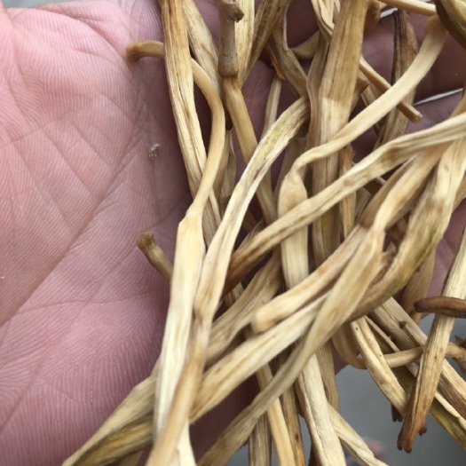 灵宝市黄花菜干 2020农家黄花菜一级干精品直条菜