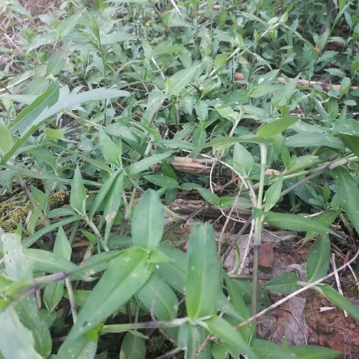重庆市 鸭跖草
