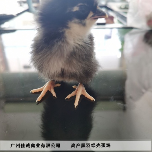 广州绿壳鸡苗 统货