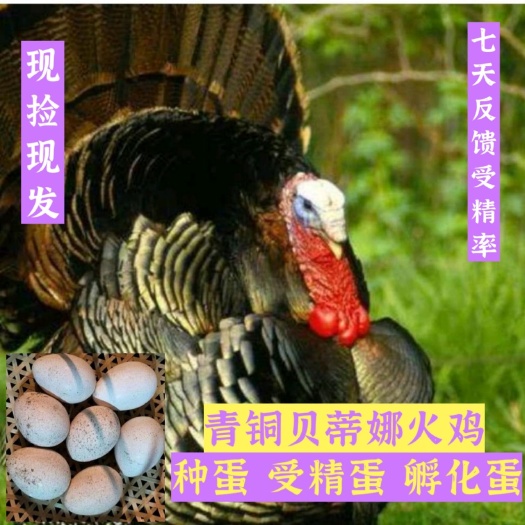 深圳 火鸡种蛋，受精蛋，优质青铜，贝蒂娜种蛋，可食用营养蛋