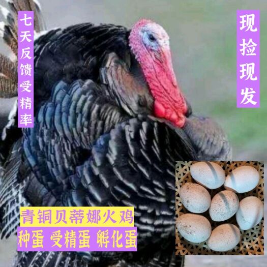 祁阳市 受精火鸡蛋,种蛋,优质青铜、贝蒂娜种蛋,可食用营养蛋
