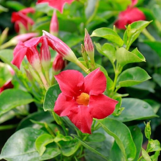 宿迁 万里飘香藤盆栽四季开花带盆室内阳台易活爬藤植物带花苞花卉绿植