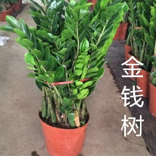 宿迁 金钱树盆栽摇钱招财树植物四季花卉室内净化空气绿植办公室小盆景