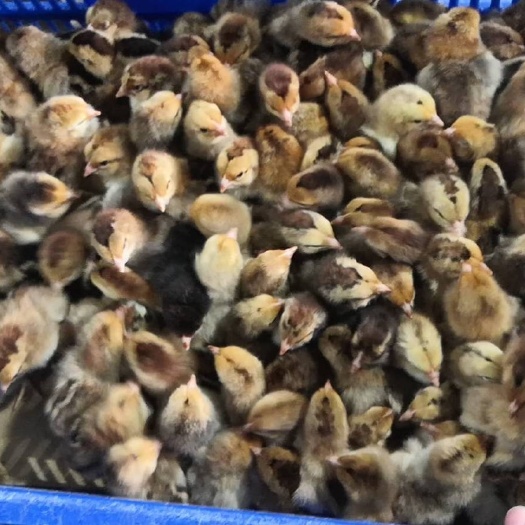 南宁 k9鸡苗