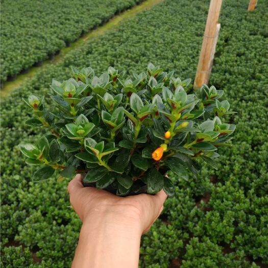 宿迁 金鱼吊兰 聚财金鱼花吊兰 盆栽多肉植物花卉盆栽发财树耐寒