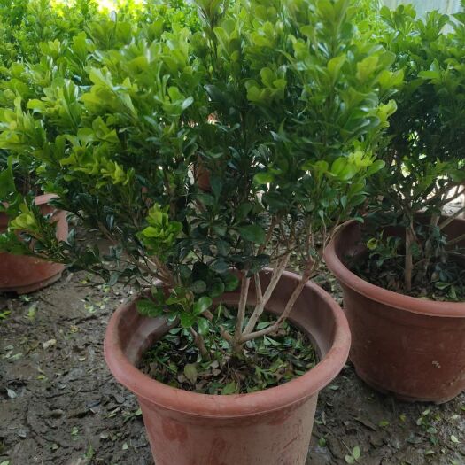 宿迁 米兰花盆栽花苗室内客厅桌面阳台绿植盆景吸甲醛净化空气植物花