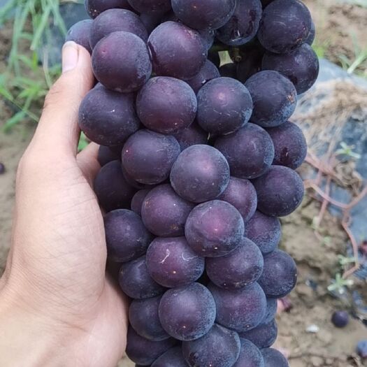 灵宝市 颗粒饱满的大葡萄  新华王 景雅