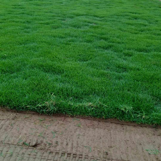 草